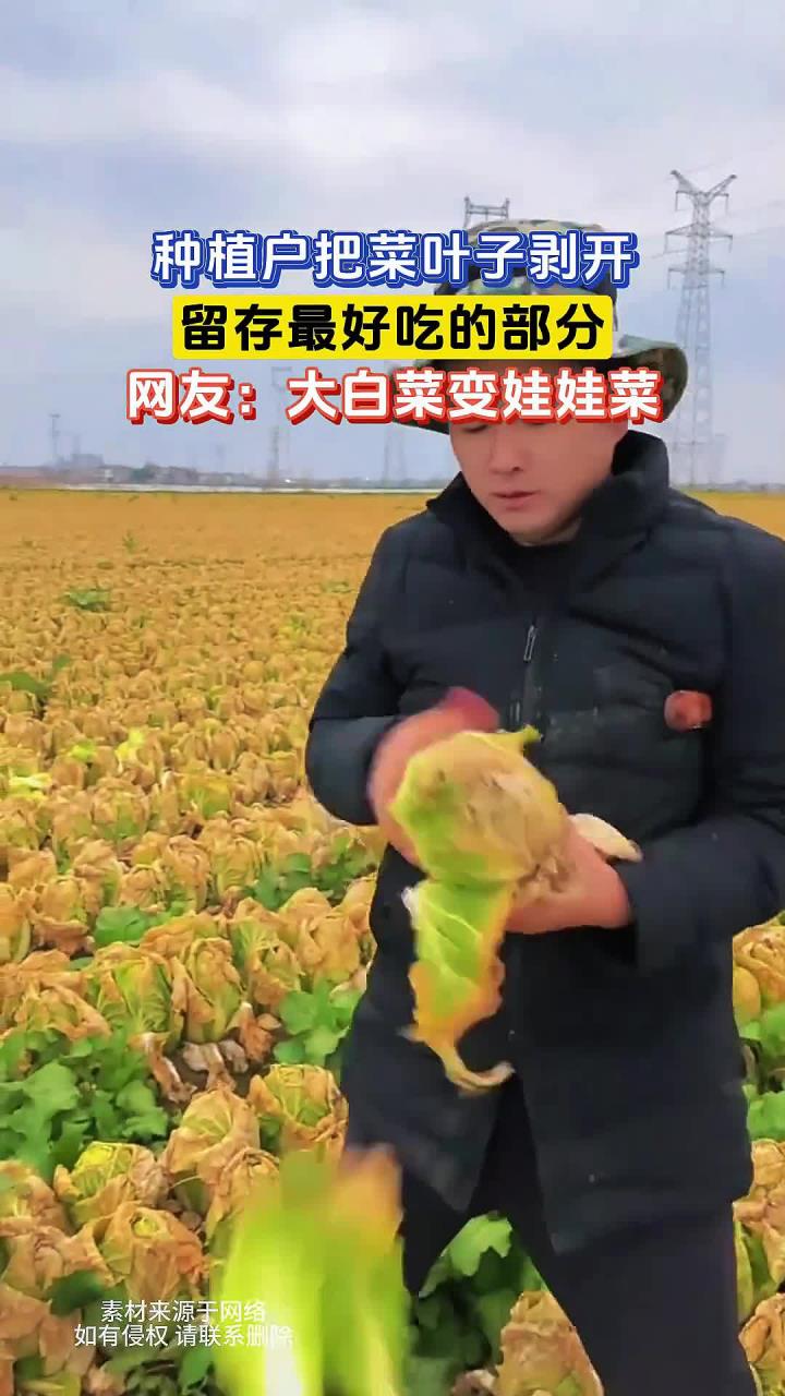 种植户把菜叶子剥开,留存最好吃的部分,网友:大白菜变娃娃菜