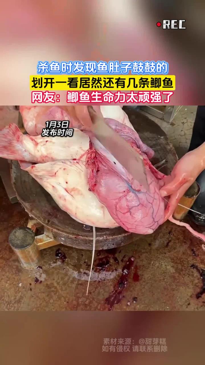 杀鱼时发现鱼肚子鼓鼓的,划开一看居然还有几条鲫鱼