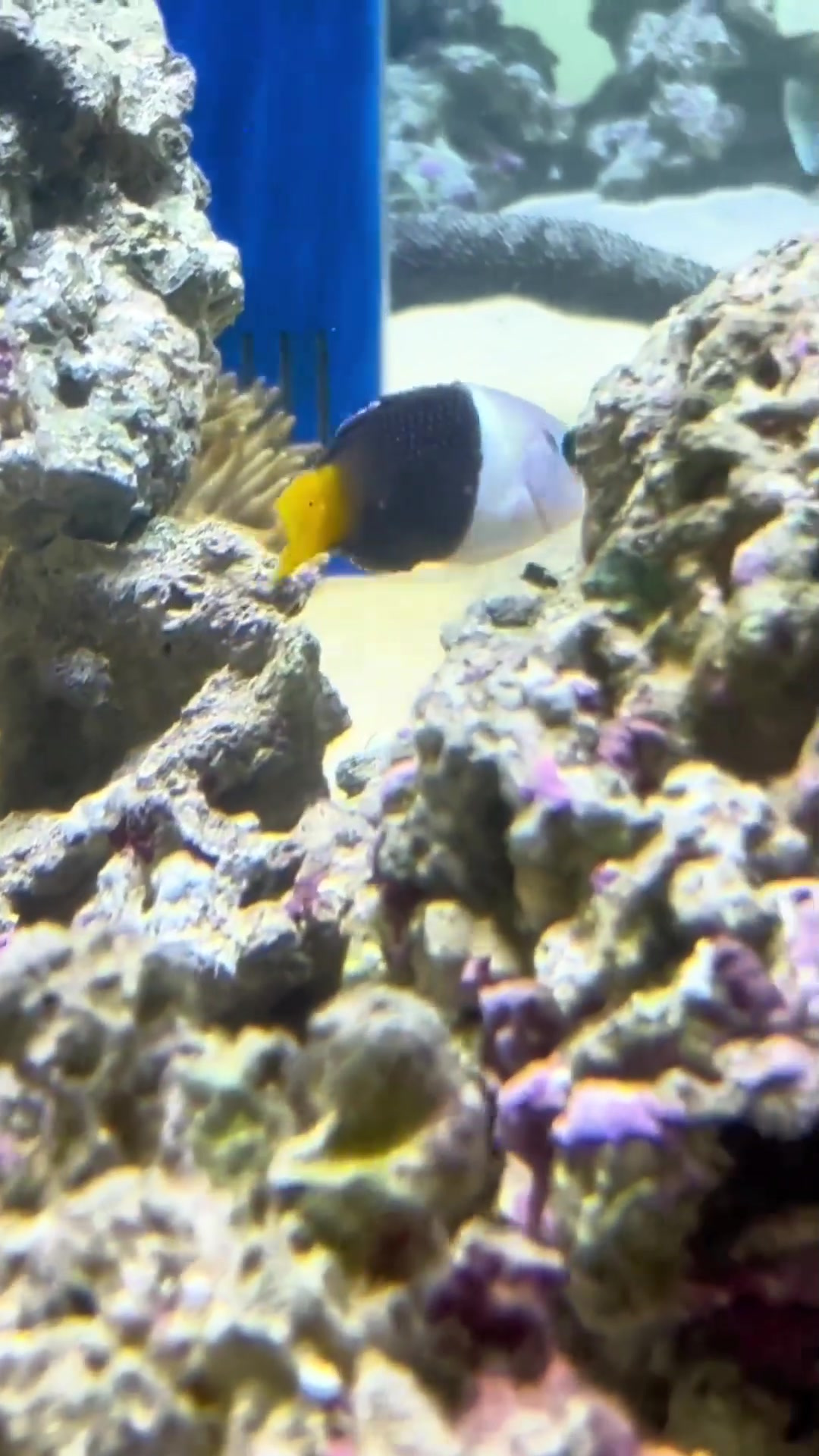 见过可爱的熊猫鱼吗!