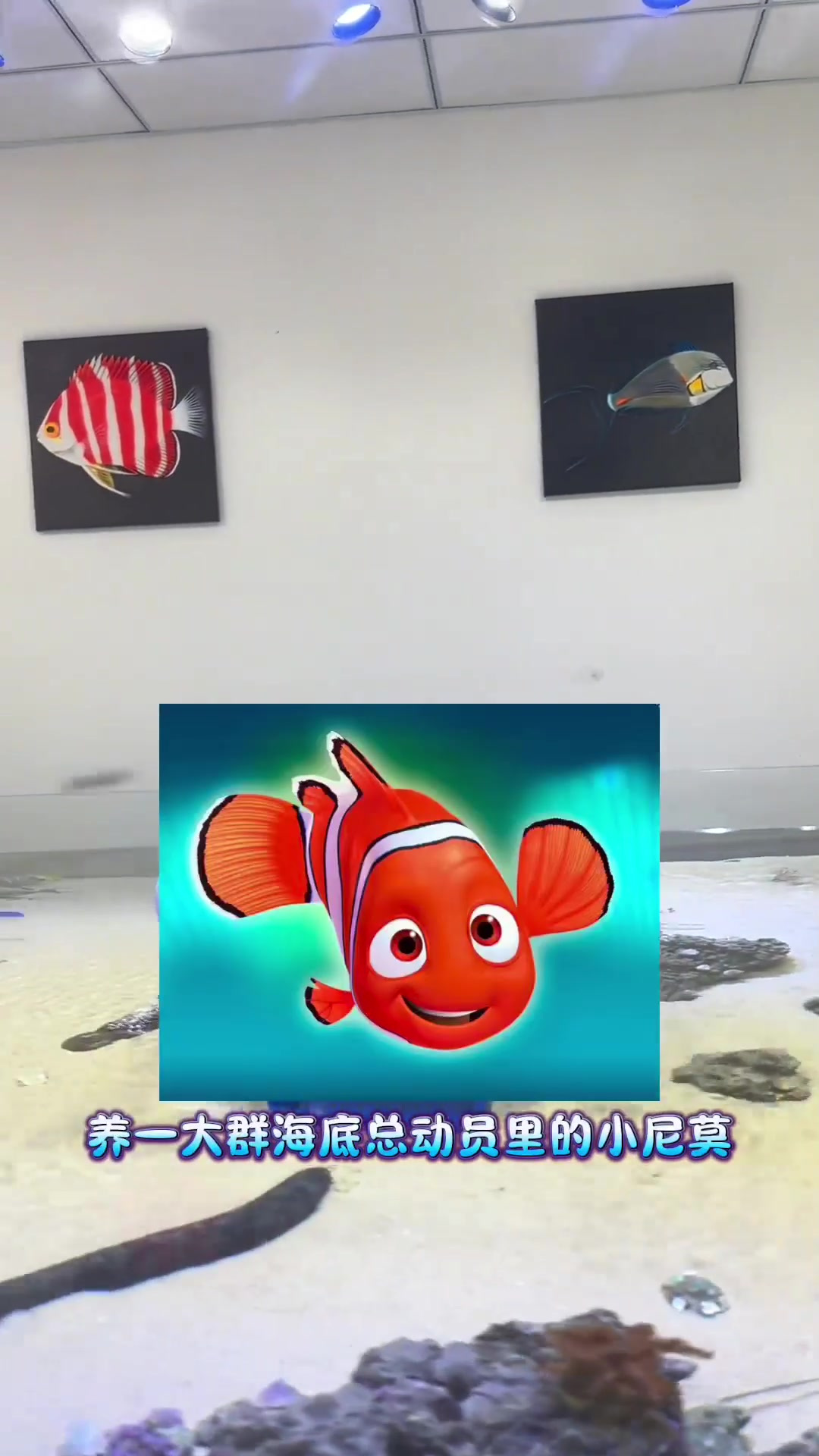 一大群尼莫来袭!小丑鱼真是太可爱了～!