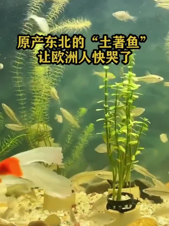 原产东北的土著鱼,让欧洲人快哭了