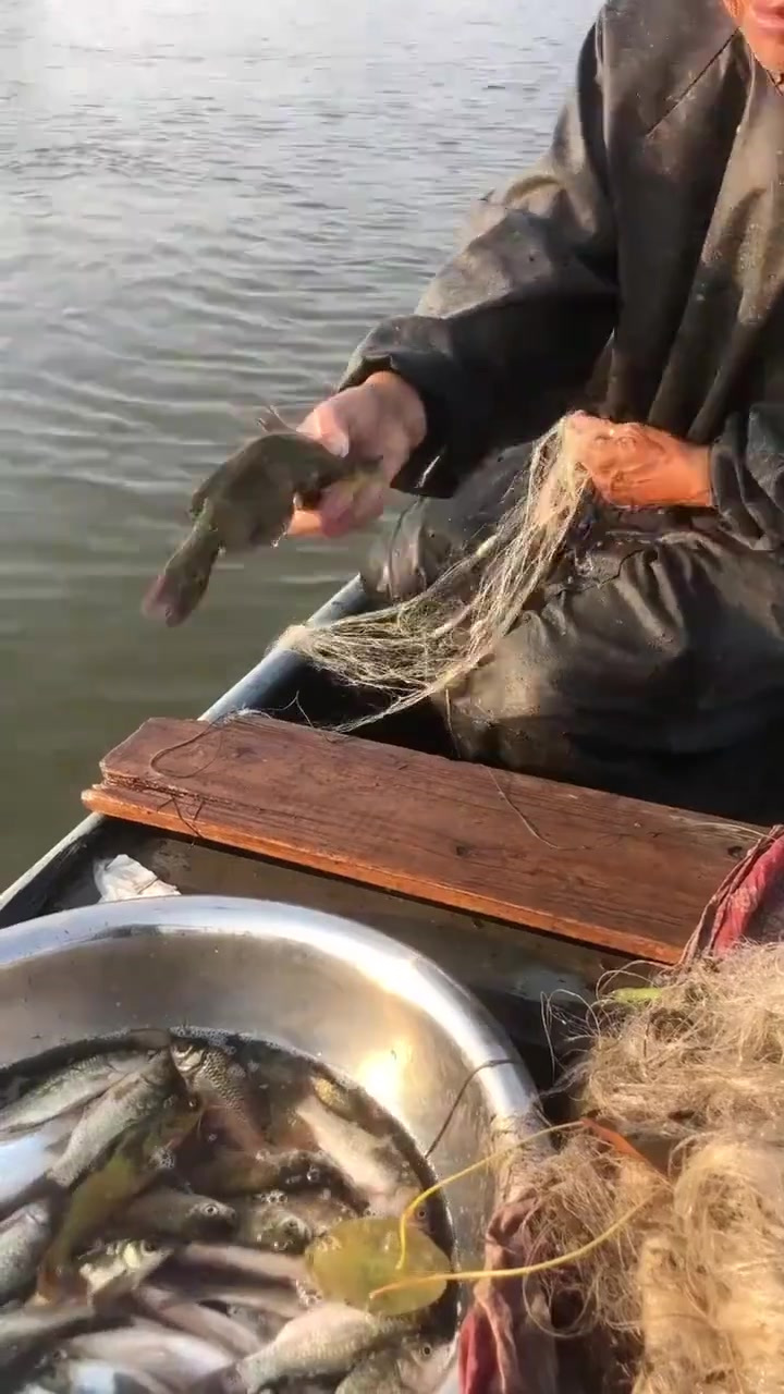 今天老爸来收粘网,上来一条“昂刺鱼王”,也太大了吧
