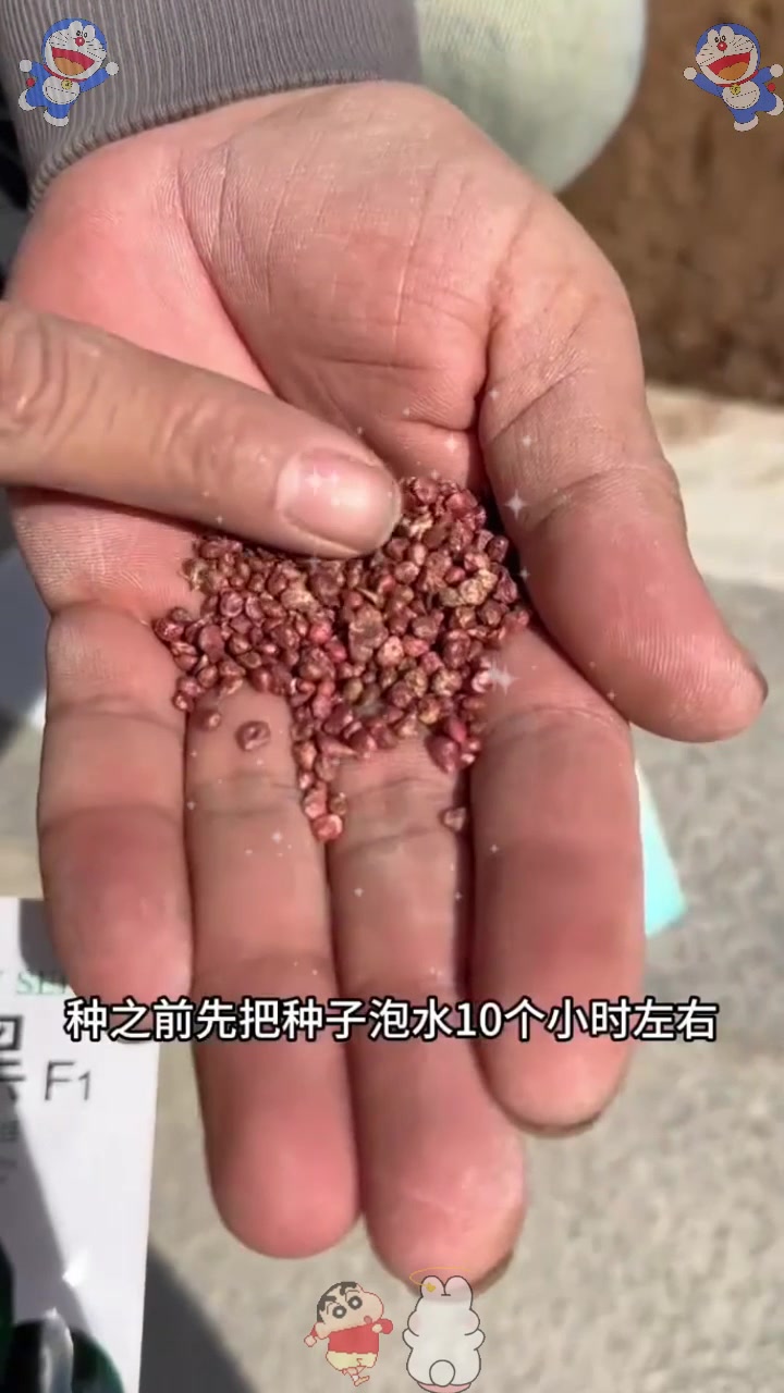  菠菜如何种植，什么时候种呢