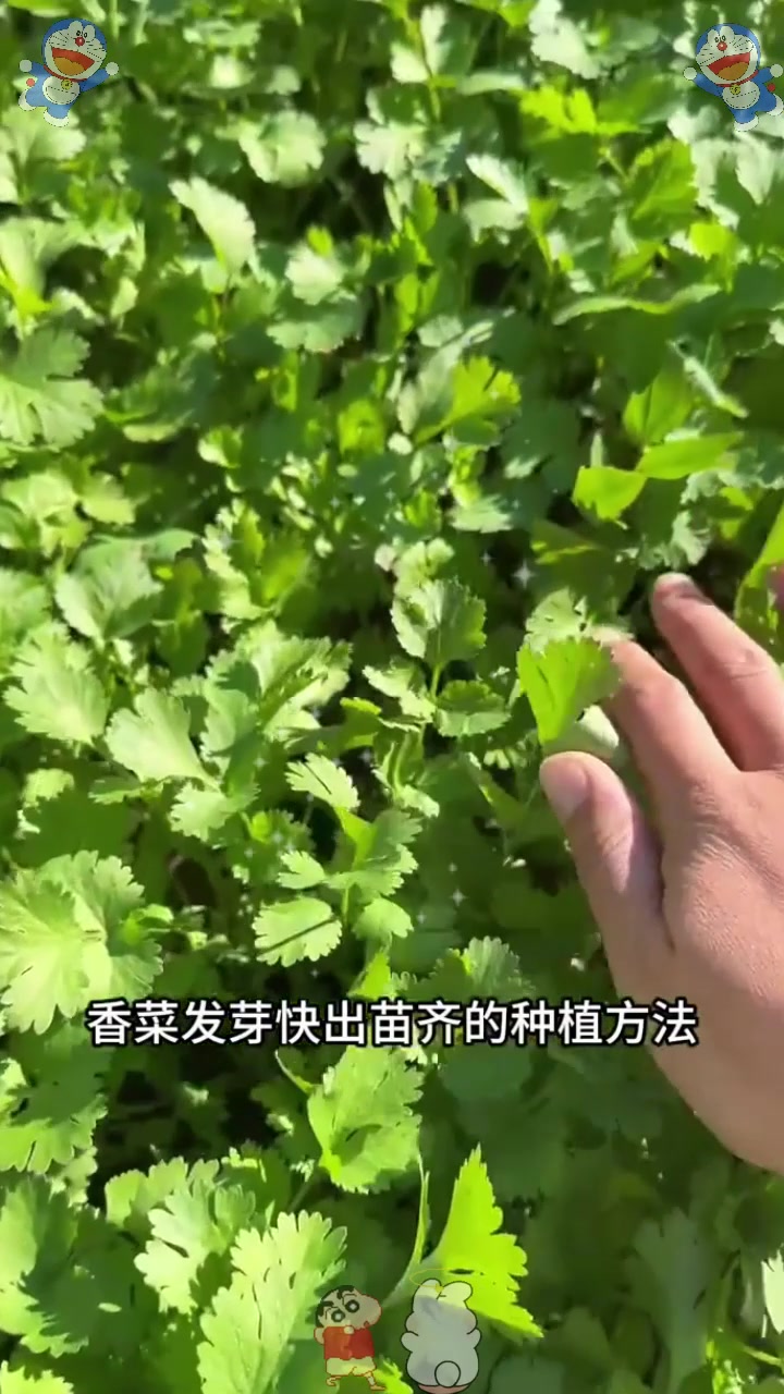  香菜想要发芽快,这几步操作少不了