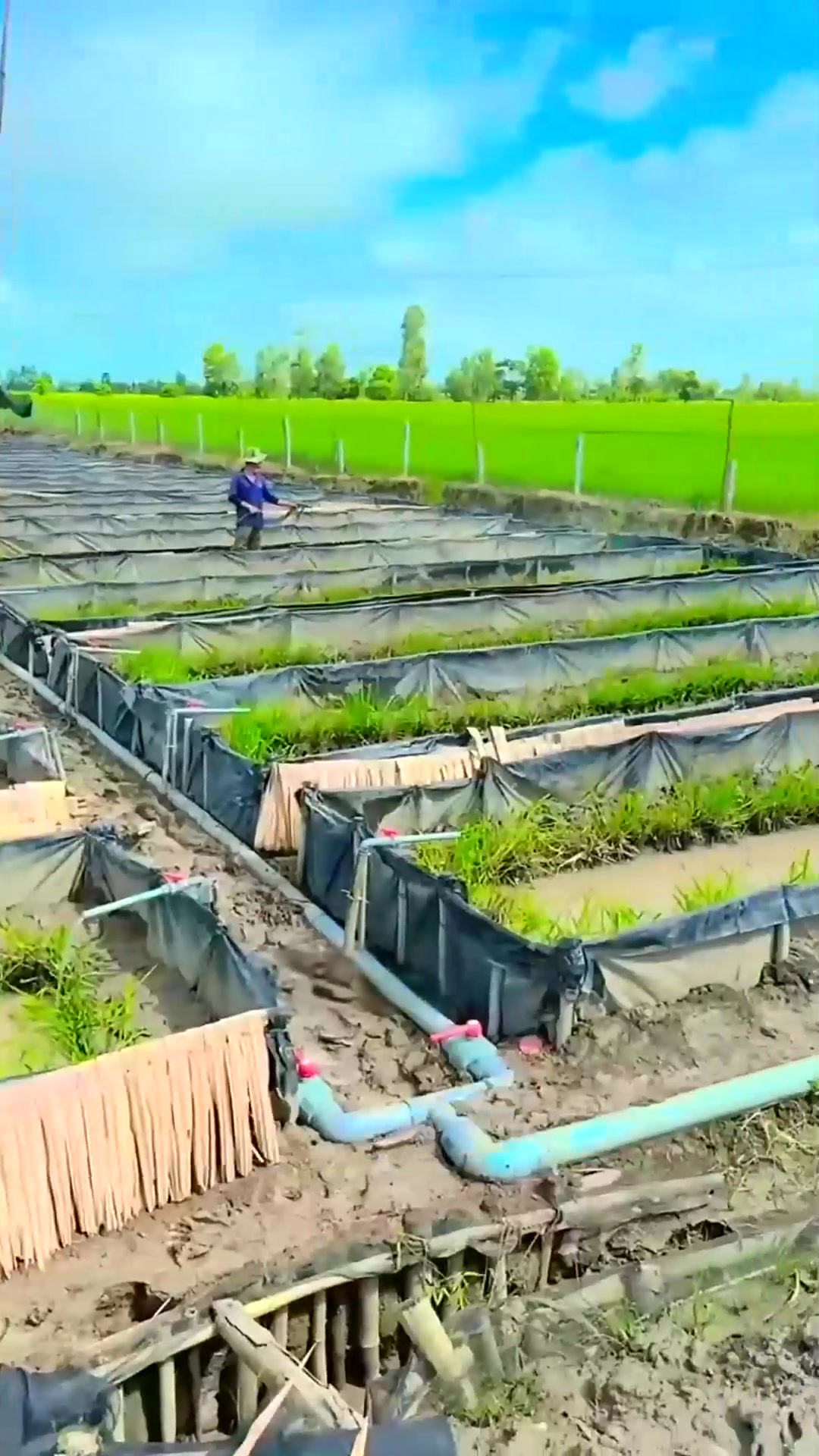  越南的鳗鱼养殖场