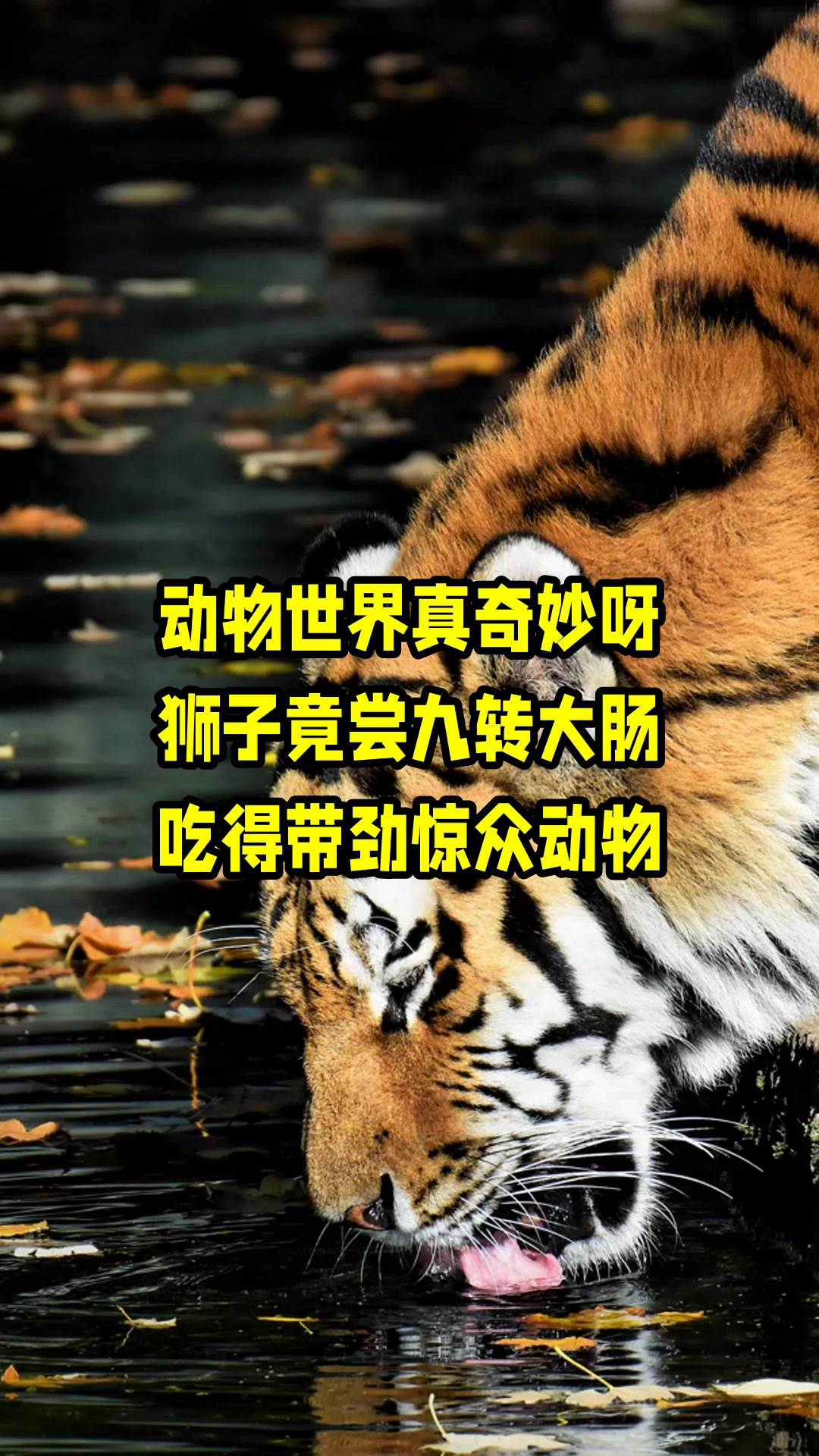 动物世界真奇妙呀,狮子竟尝九转大肠,吃得带劲惊众动物