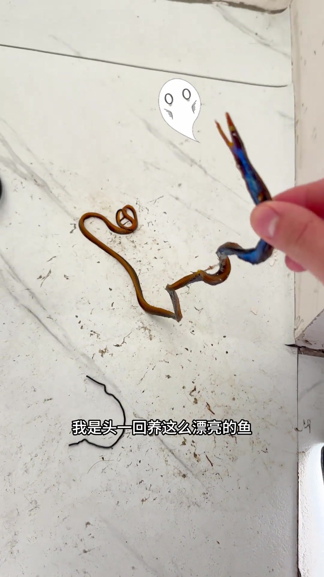 七彩鳗鱼跳缸了～～～