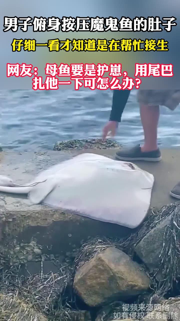 男子按压魔鬼鱼肚子,原来是在帮忙接生,网友:我怕这个母鱼用尾巴扎他一下