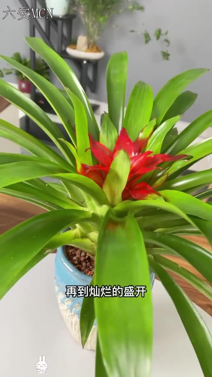 的花语