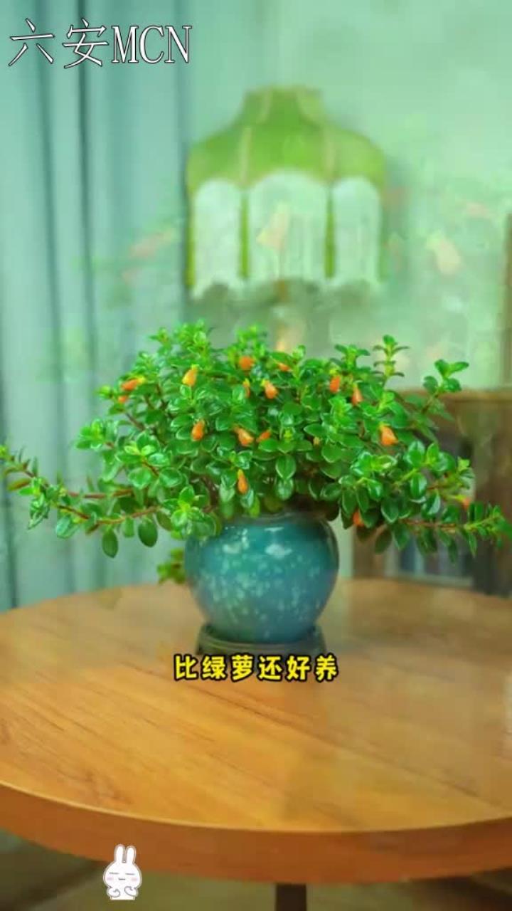 绽放如金鱼跃出水面,灿烂多彩,生机盎然