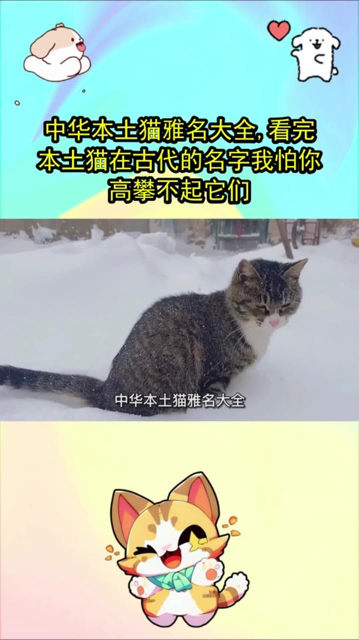 中华本土猫雅名大全,看完本土猫在古代的名字我怕你高攀不起它们