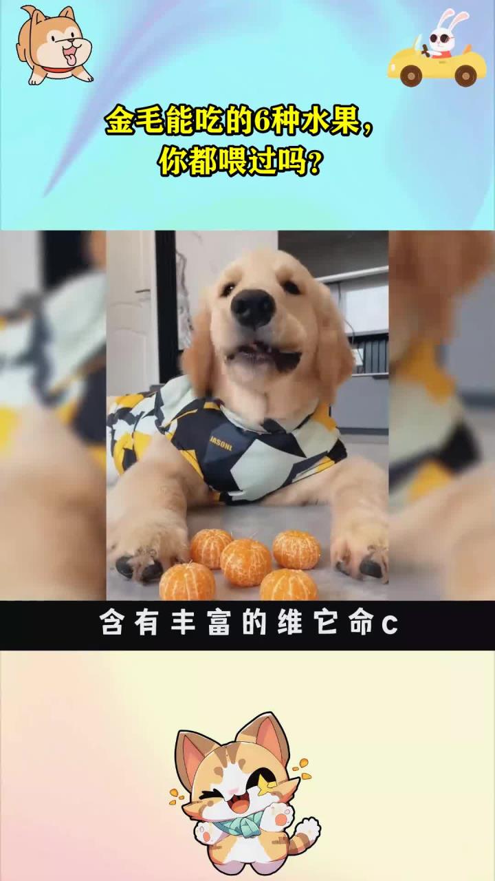 金毛能吃的6种水果,你都喂过吗?