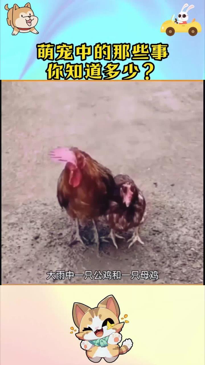 公鸡与母鸡在一起的样子