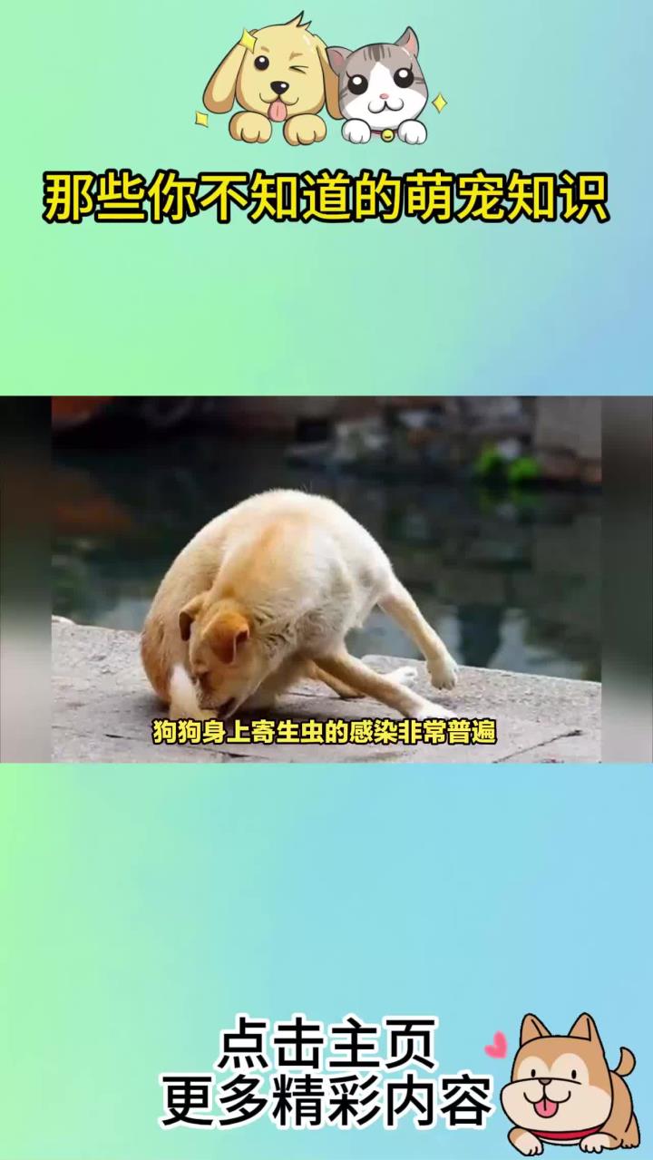 狗狗有这6个表现,说明它身上已经有虫了,看看你家的有没有?