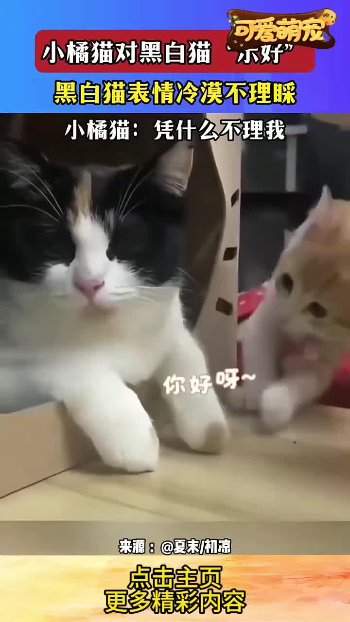 小橘猫对黑白猫“示好”,黑白猫表情冷漠不理睬,小橘猫:凭什么不理我?