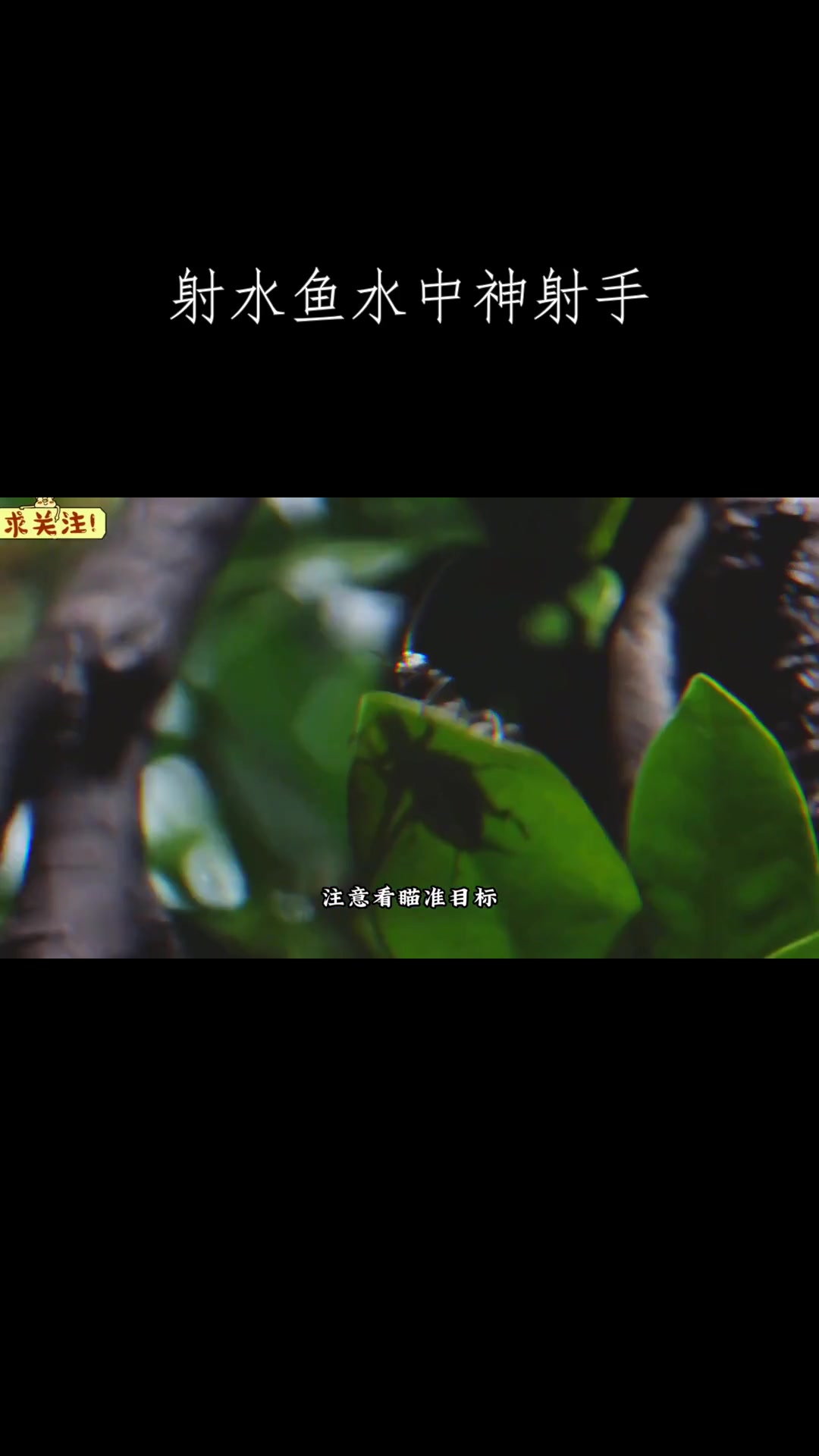 射水鱼水中神射手