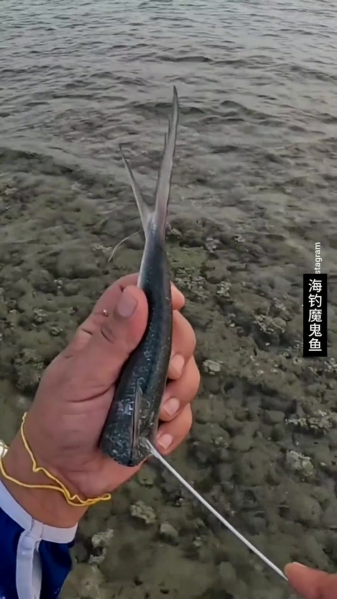 户外钓鱼:渔民使用独特的挂饵方式在海滩钓获一条魔鬼鱼!
