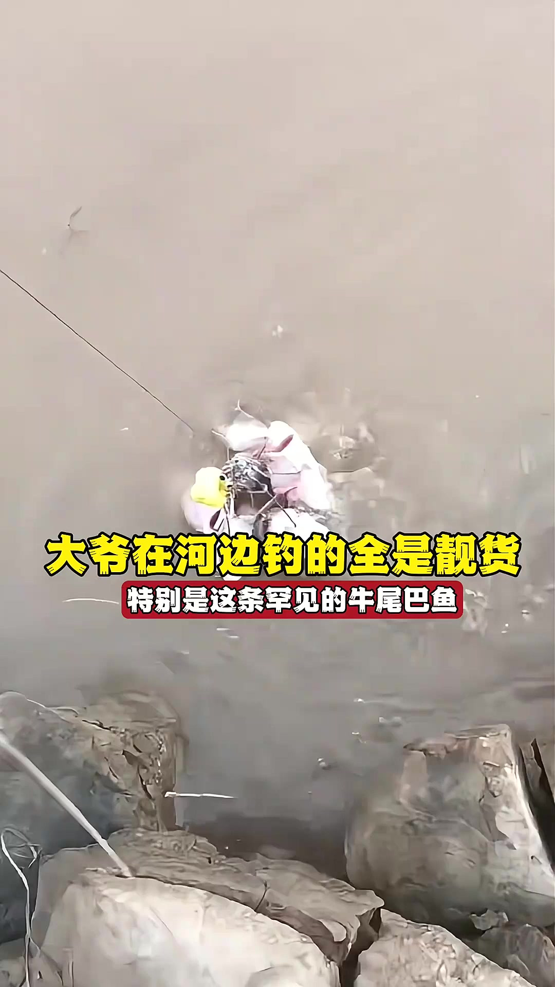 真想拜大爷为师了,钓的全是靓货,这么大的牛尾巴鱼还是第一次见