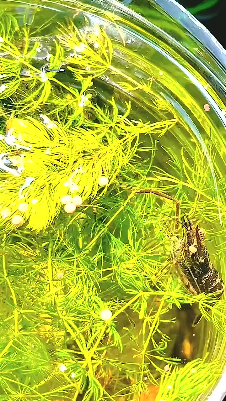 原来河虾都是把虾卵吞进肚子，在肚子里孵化的