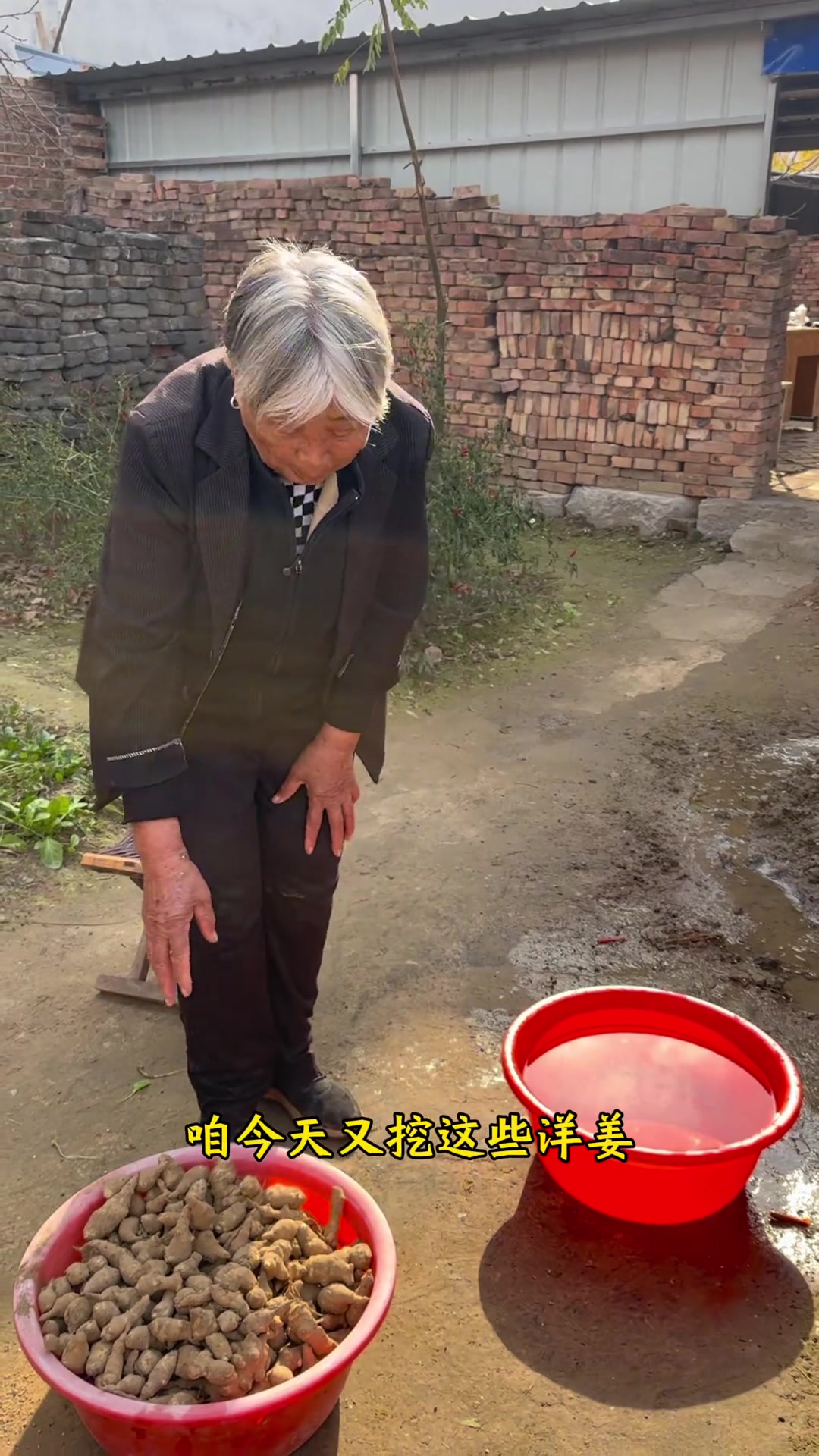农村老一辈腌洋姜咸菜的做法, 既简单又不发黑还更脆,重点是放一年也不会坏。