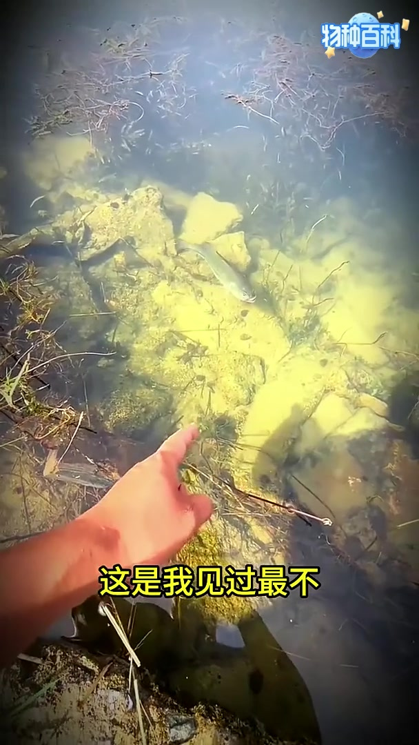 男子捉鱼，却被鱼儿给戏耍了动物世界满级动物搞笑