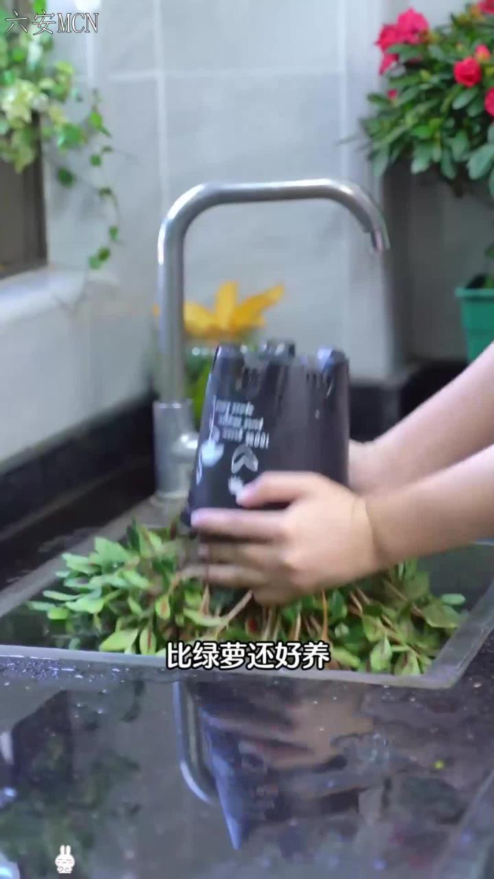 也不负其名,它开花的时候,每一朵小花都像一个橘红色的小金鱼,鼓鼓的肚子,嘟着可爱
