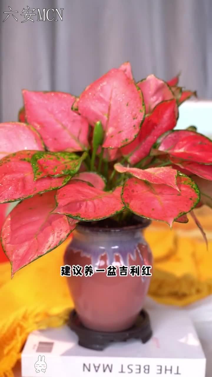 “”看颜色和花纹就知道,它是一种象征着吉祥如意、健康长寿的植物