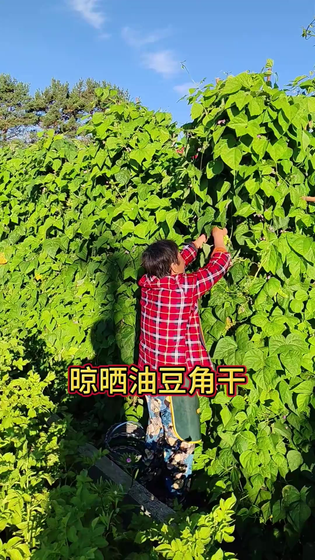 农家菜园子油豆角晾晒豆角干