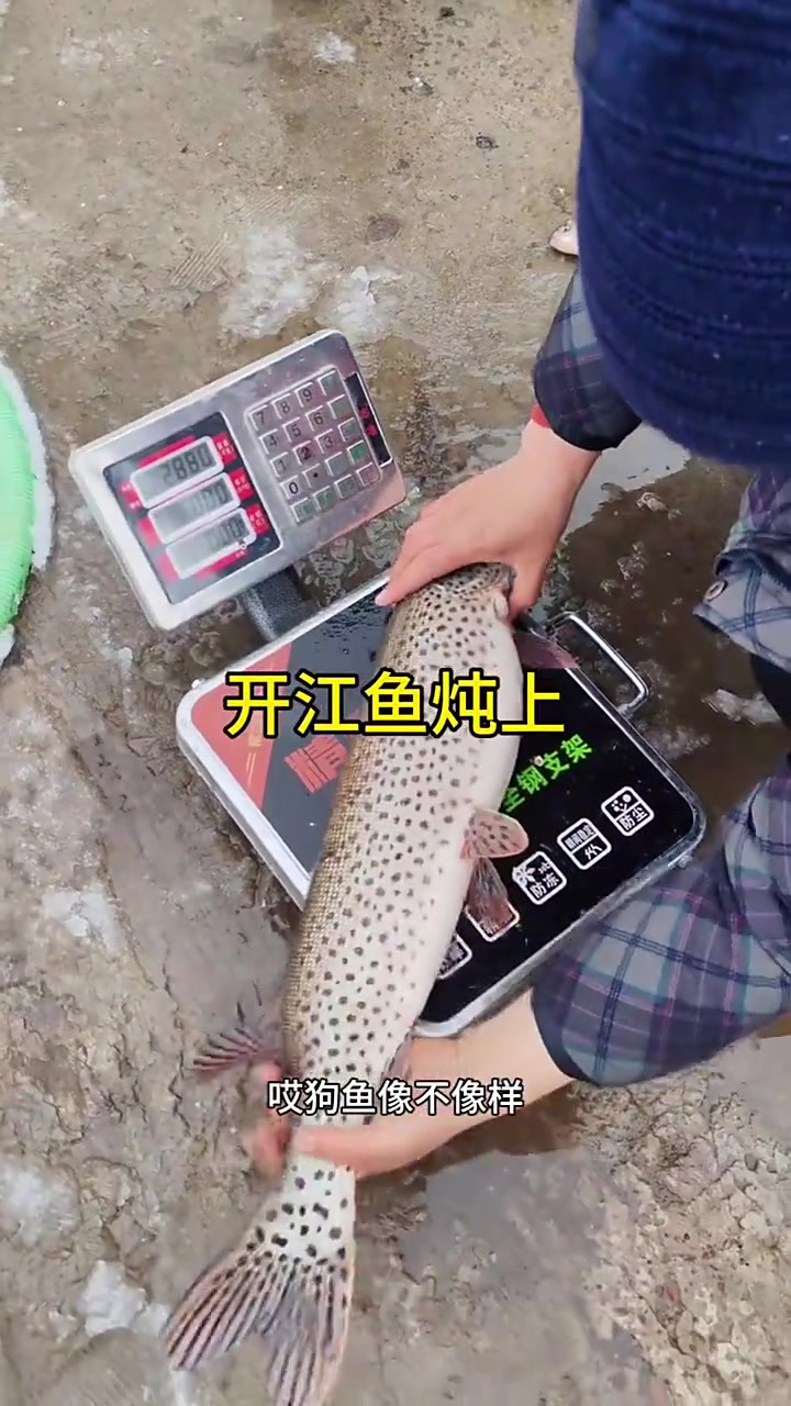 开江鱼炖上，美味鲜鱼等你来尝！我的乡村生活