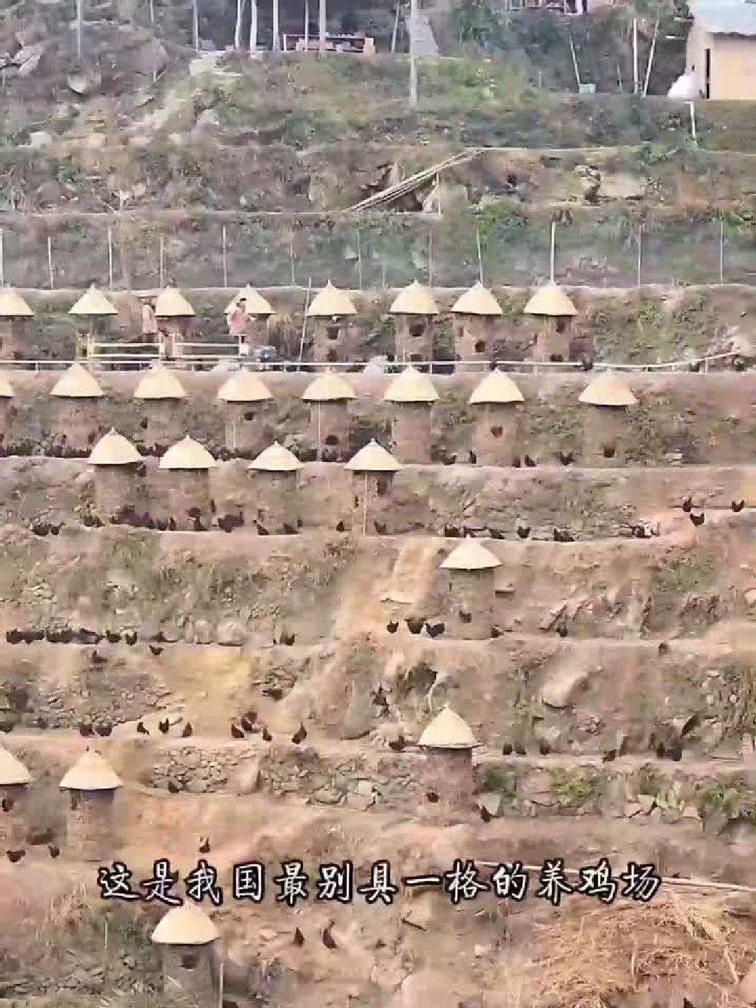 设计新奇独特的过山车式现代化养鸡场，颠覆传统养殖模式