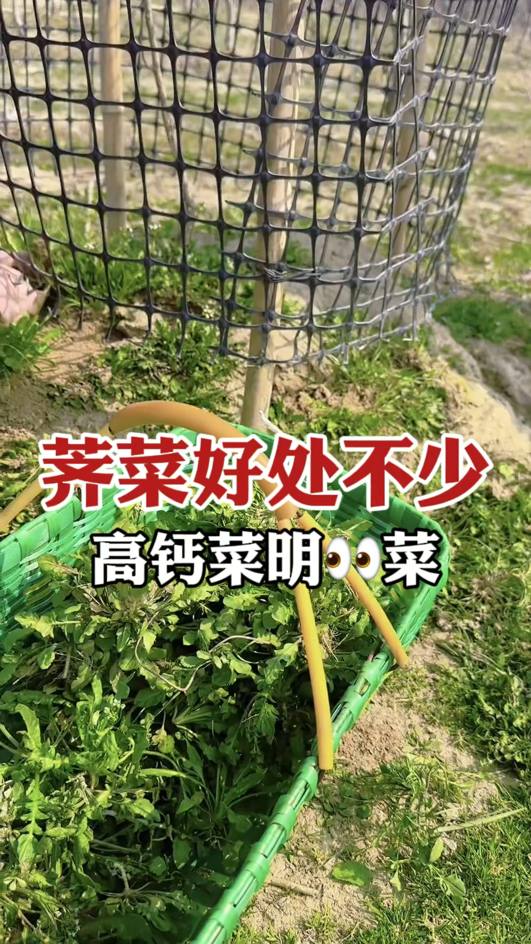 荠菜是个宝,好处真不少,很多人不知道,做菜做汤价值珍贵