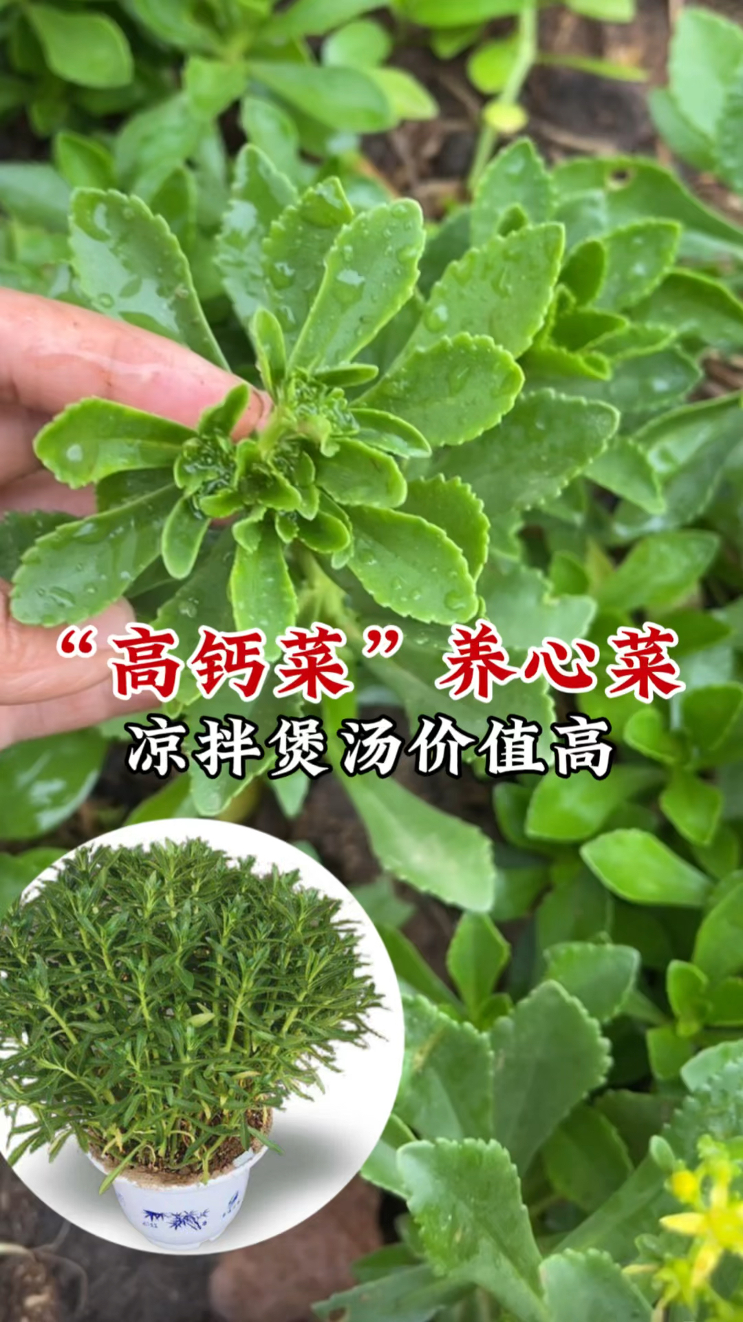 费菜又名养心菜,用它做菜煲汤价值高,种一次能吃十几年