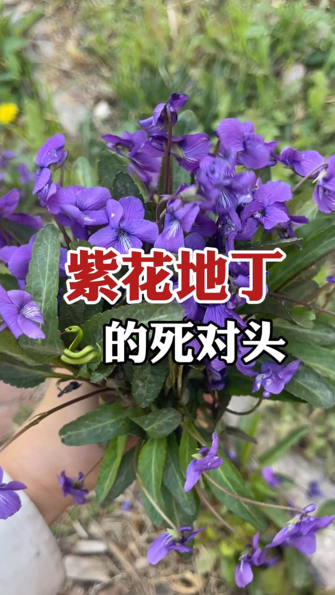 珍贵植物紫花地丁,又名犁头草,不仅做野菜,用它做茶很珍贵