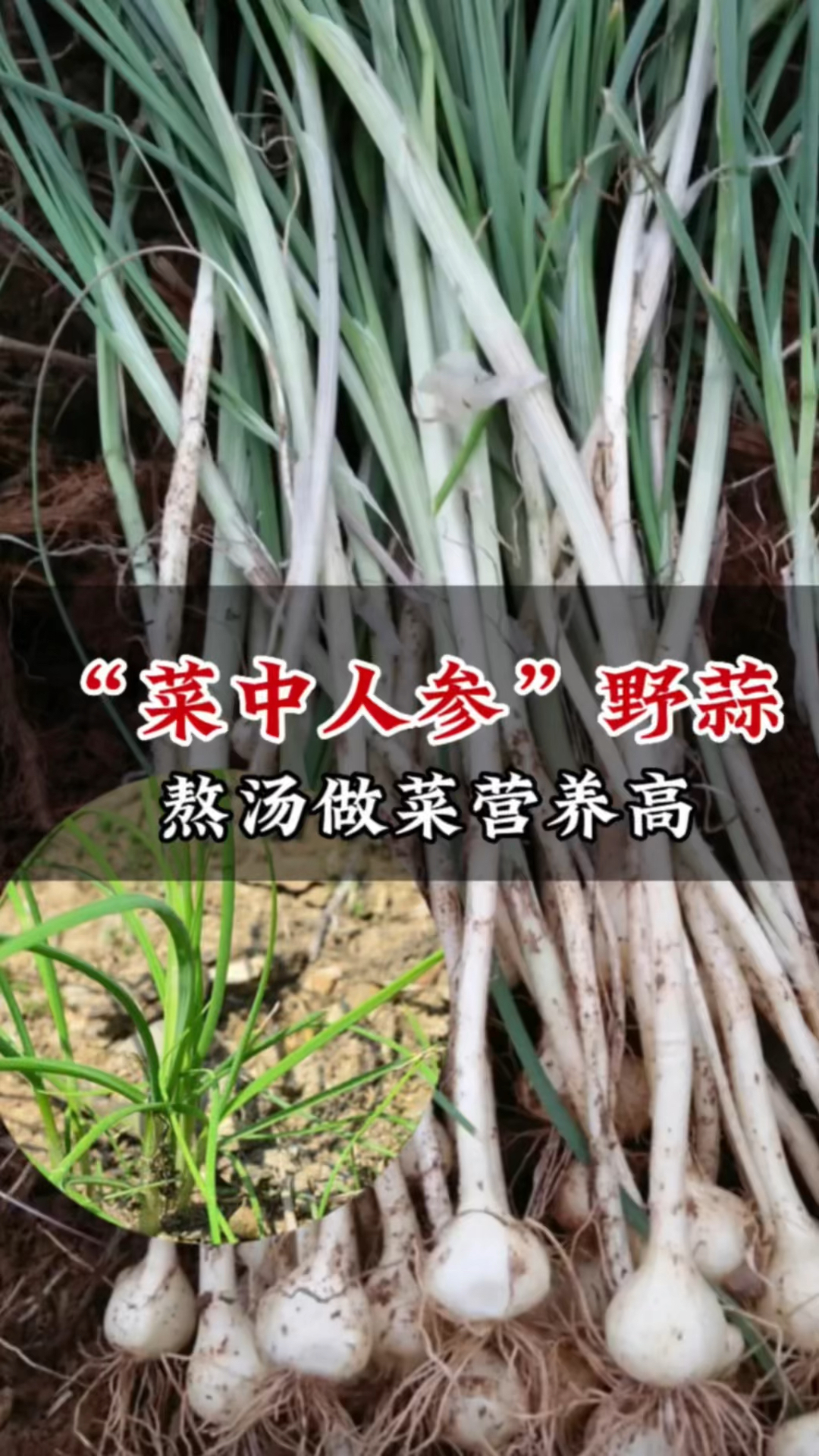 像葱蒜的珍贵植物:小根蒜,野生不多见了,种一次年年吃不完