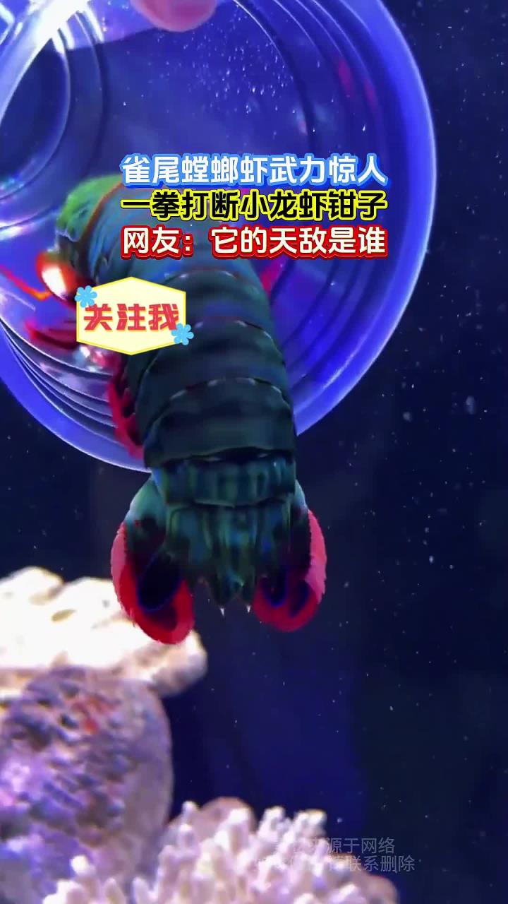 雀尾螳螂虾武力惊人,一拳打断小龙虾钳子,网友:它的天敌是谁