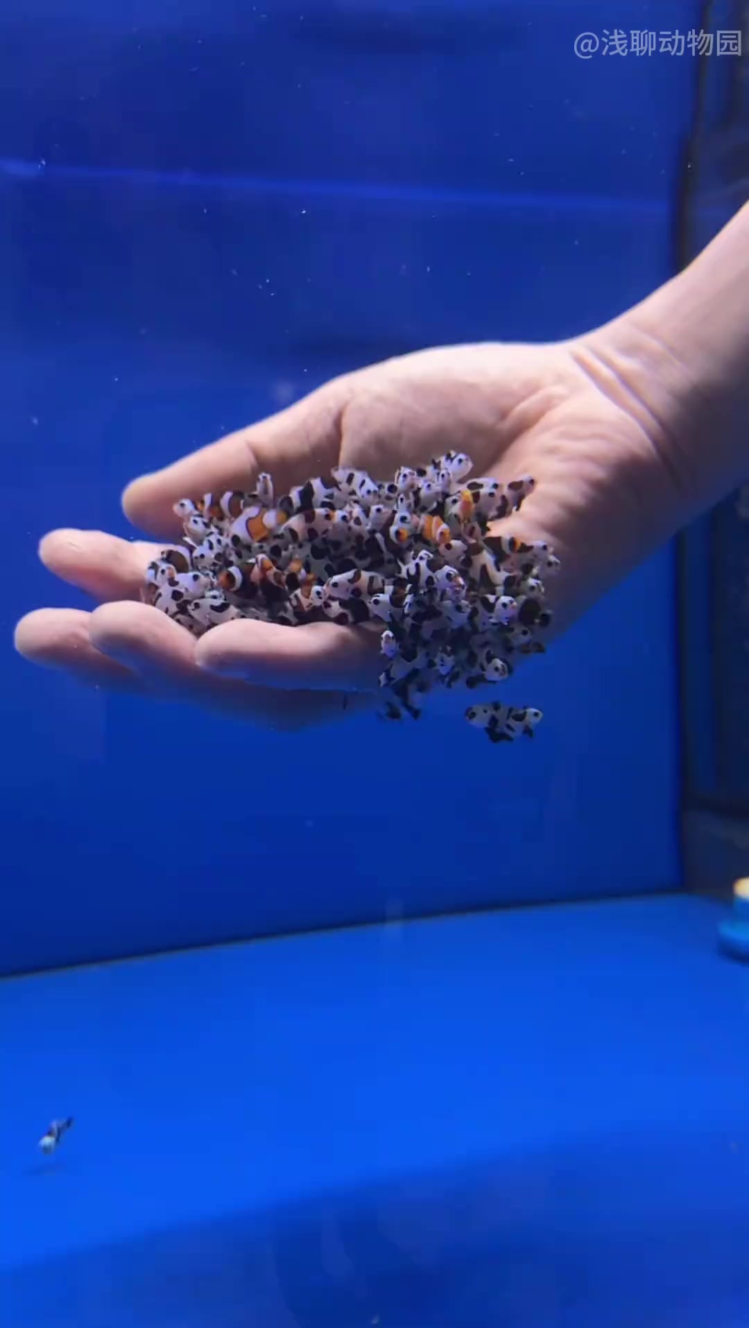 小丑鱼全球动物可爱排名11的动物