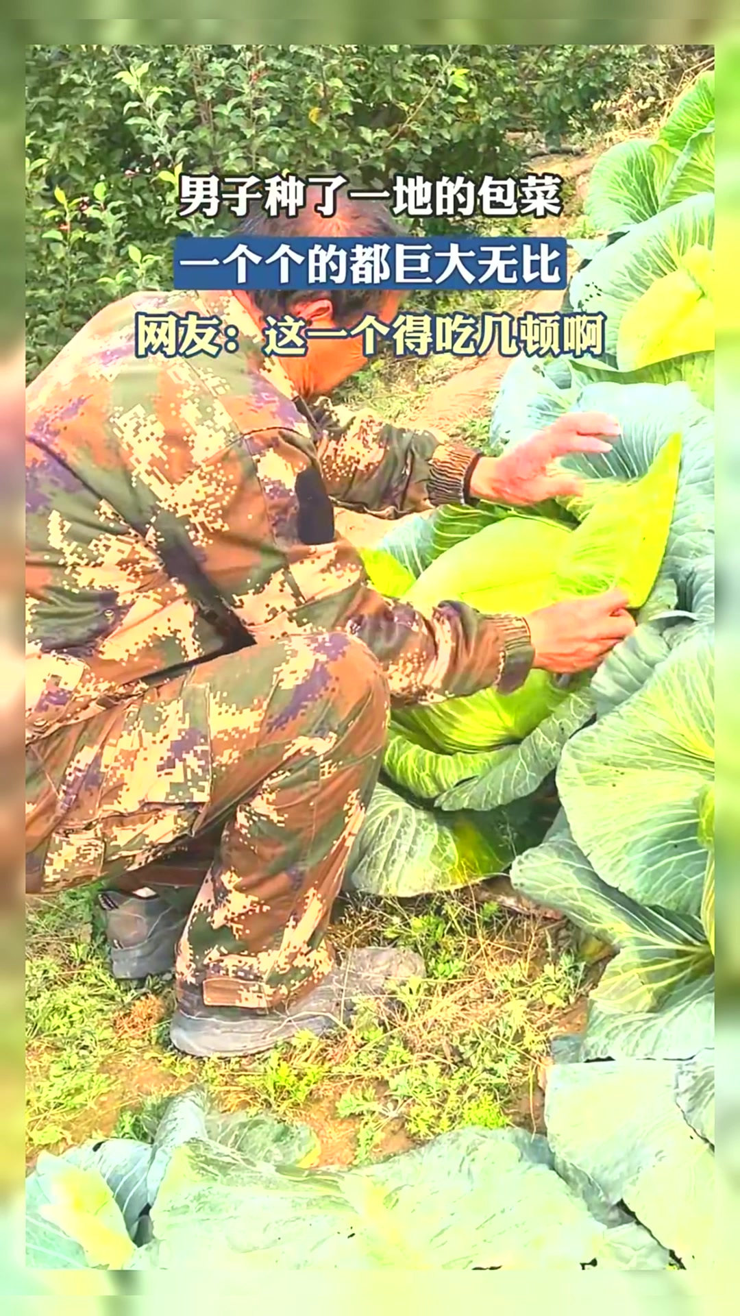 男子种了一地的包菜,一个个的都巨大无比