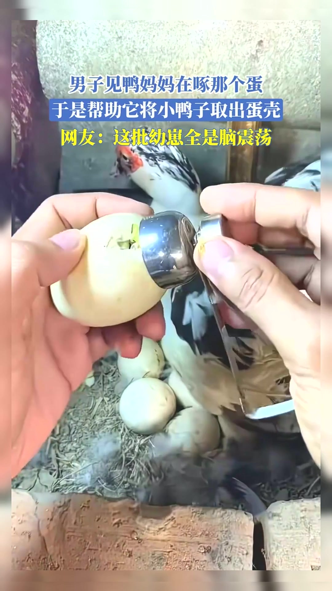 男子见鸭妈妈在啄那个蛋，于是帮助它将小鸭子取出蛋壳