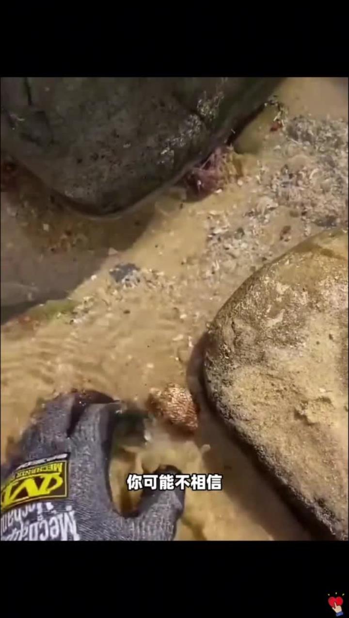 致命鸡心螺,只需要1毫克的毒液,就能让人几分钟内丧命