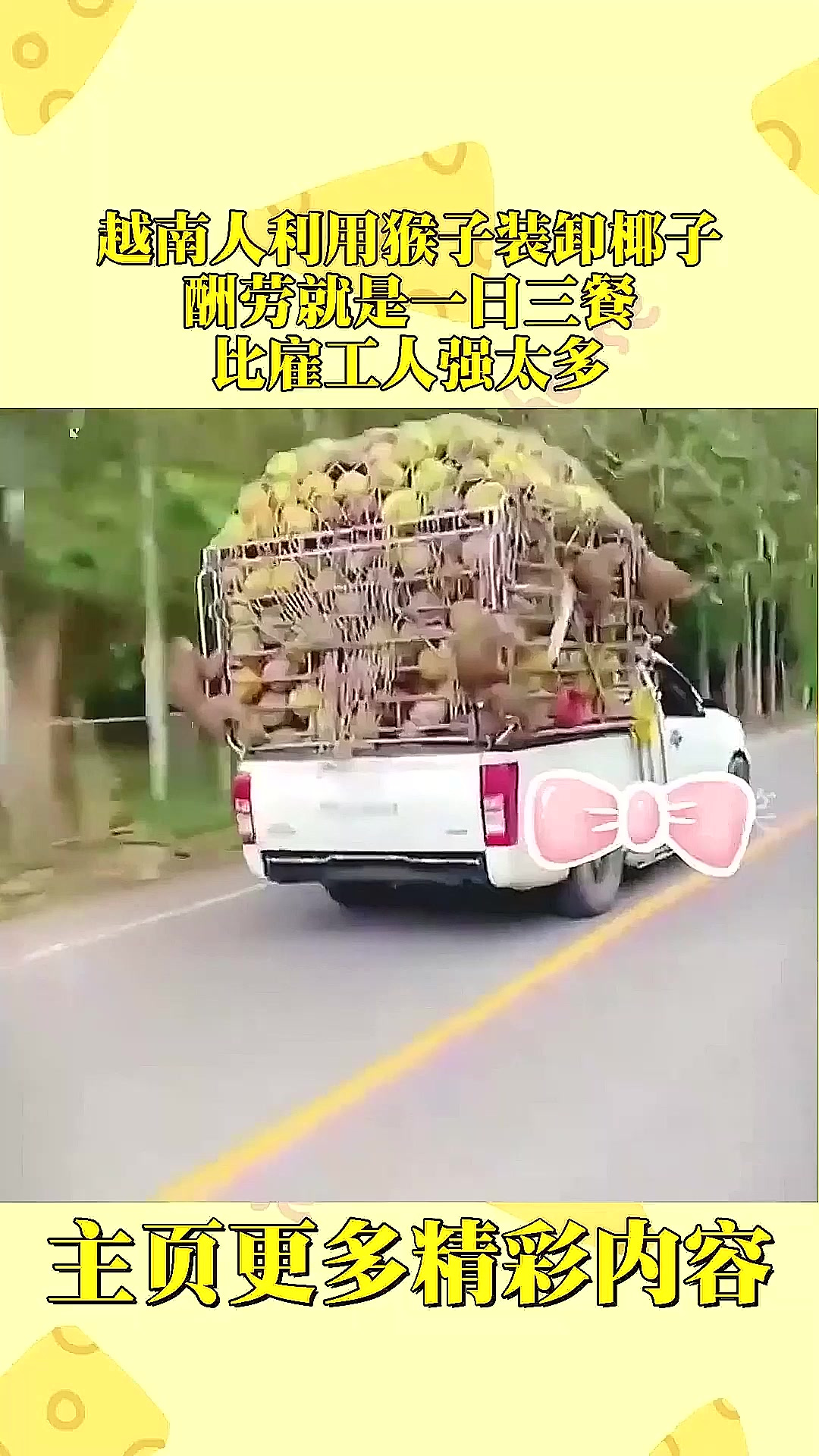 越南人利用猴子装卸椰子,酬劳就是一日三餐,比雇工人强太多