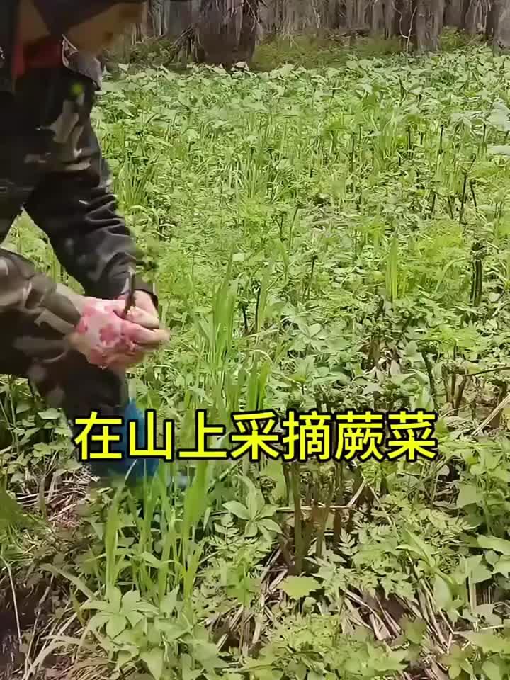 在山上采摘蕨菜