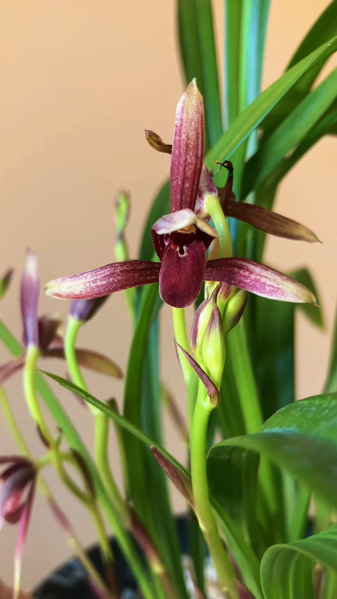 你的建兰开几次花了