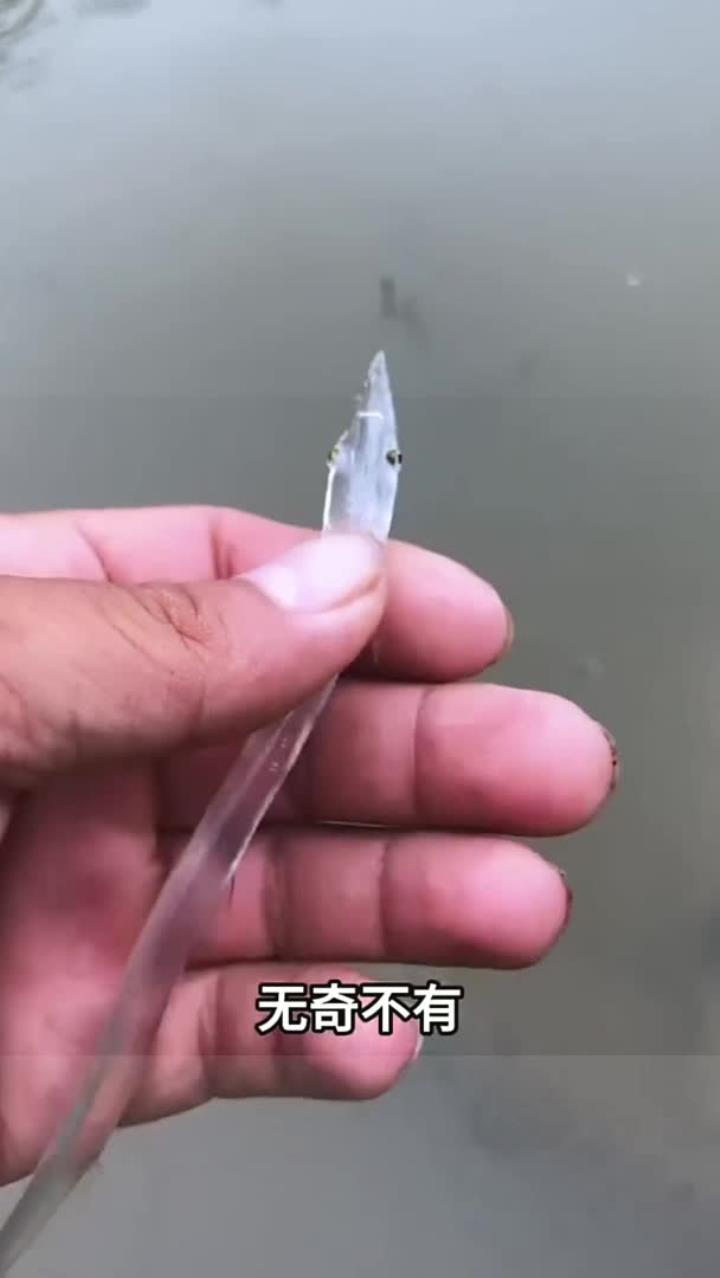 还是第一次见这种透明的鱼，这是什么品种的