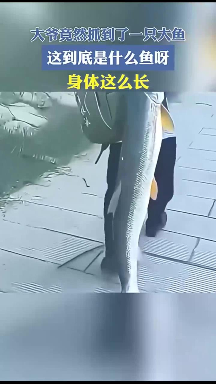 大爷竟然抓到了一只大鱼,这到底是什么鱼呀?身体这么长
