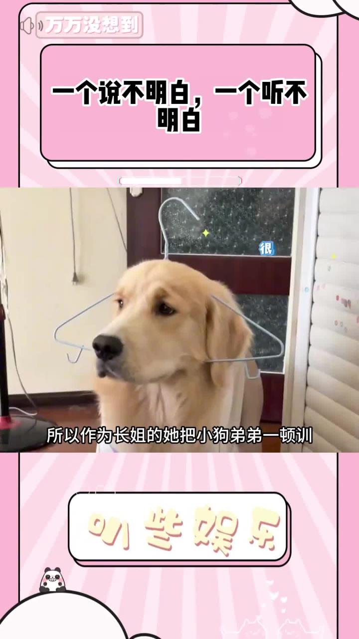 潘宏见了都直呼内行,小孩姐在线训小狗