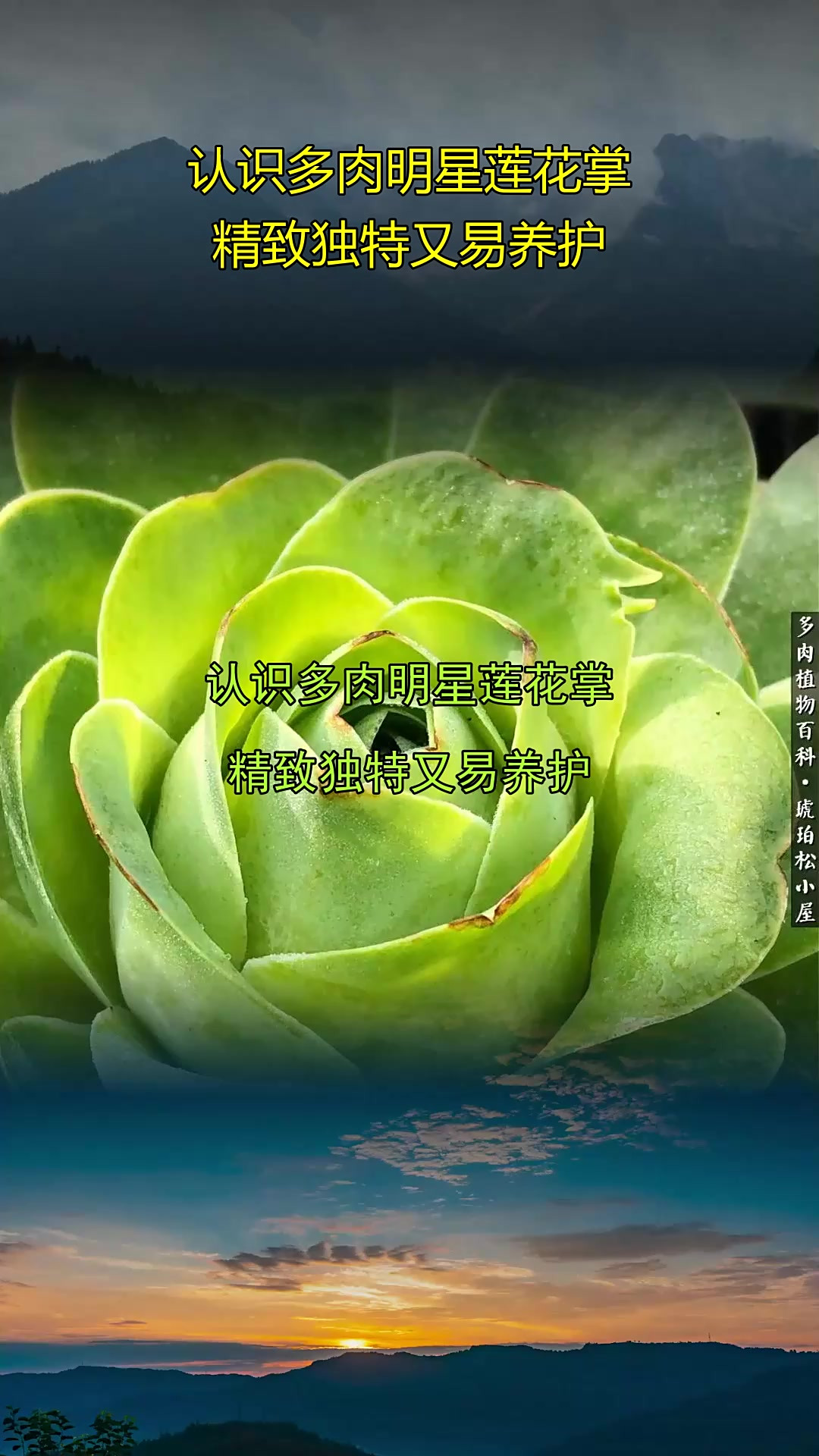 认识多肉明星莲花掌,精致独特又易养护