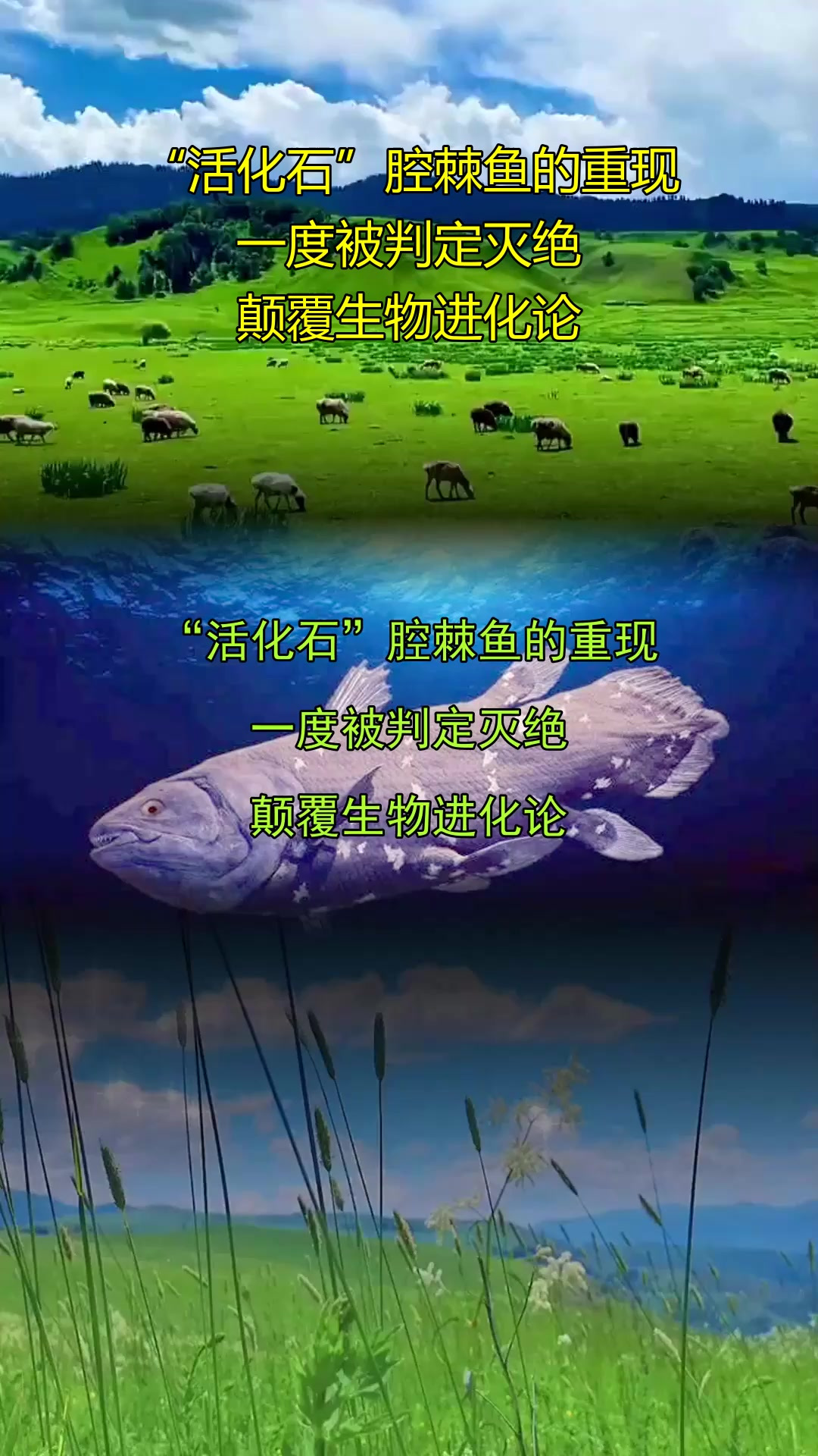 “活化石”腔棘鱼的重现，一度被判定灭绝，颠覆生物进化论