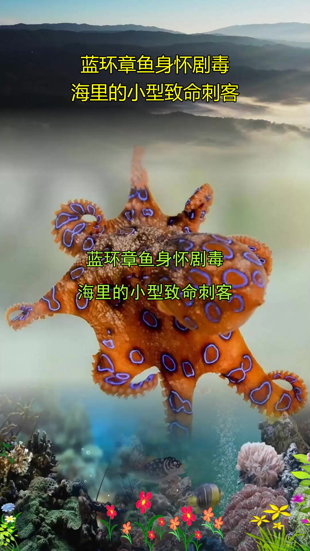 蓝环章鱼身怀剧毒，海里的小型致命刺客