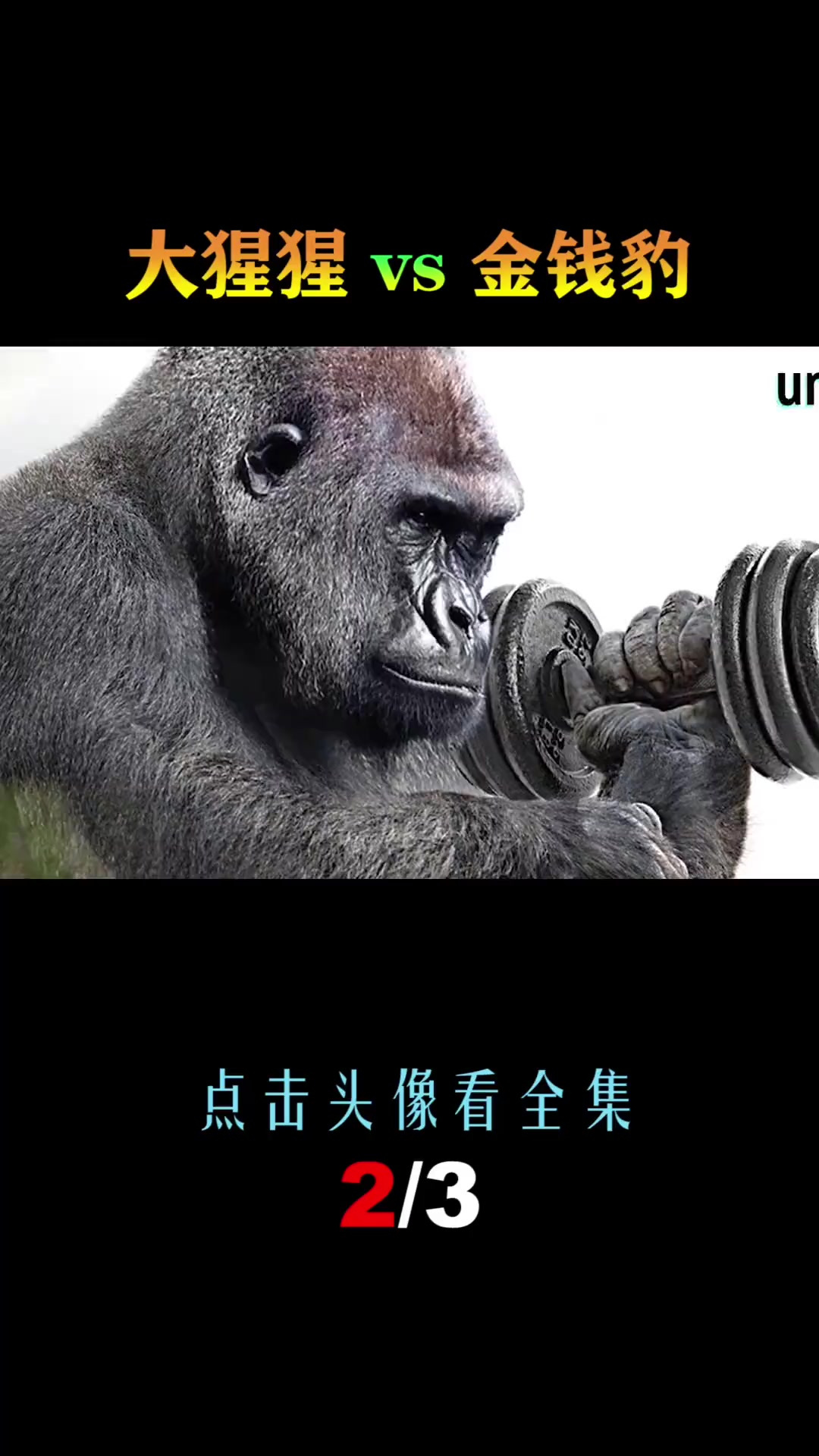 第2集_大猩猩vs金钱豹,无敌金刚真的只是猫科四弟的一道下酒