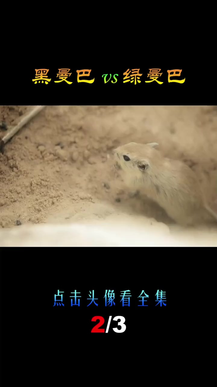 第2集_黑曼巴vs绿曼巴,当黑色恶魔遇到绿色妖姬,谁会笑到最